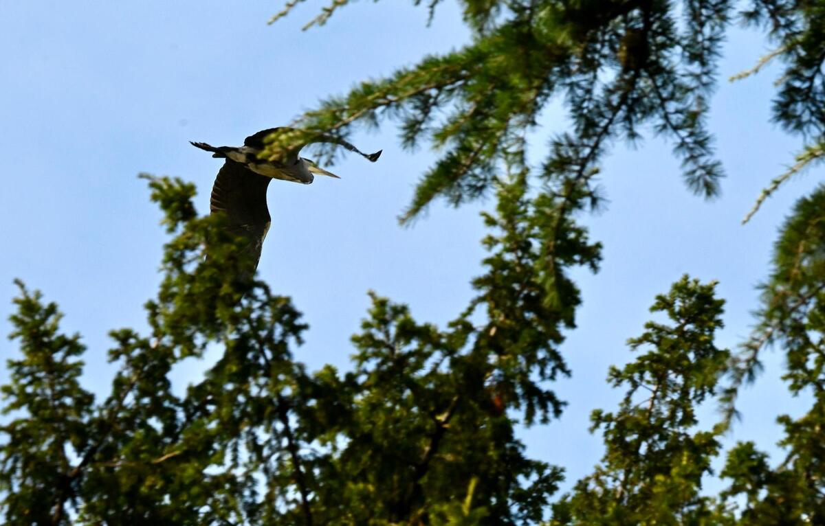 2026-09-21 Heron  passing over